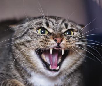 Cat hissing
