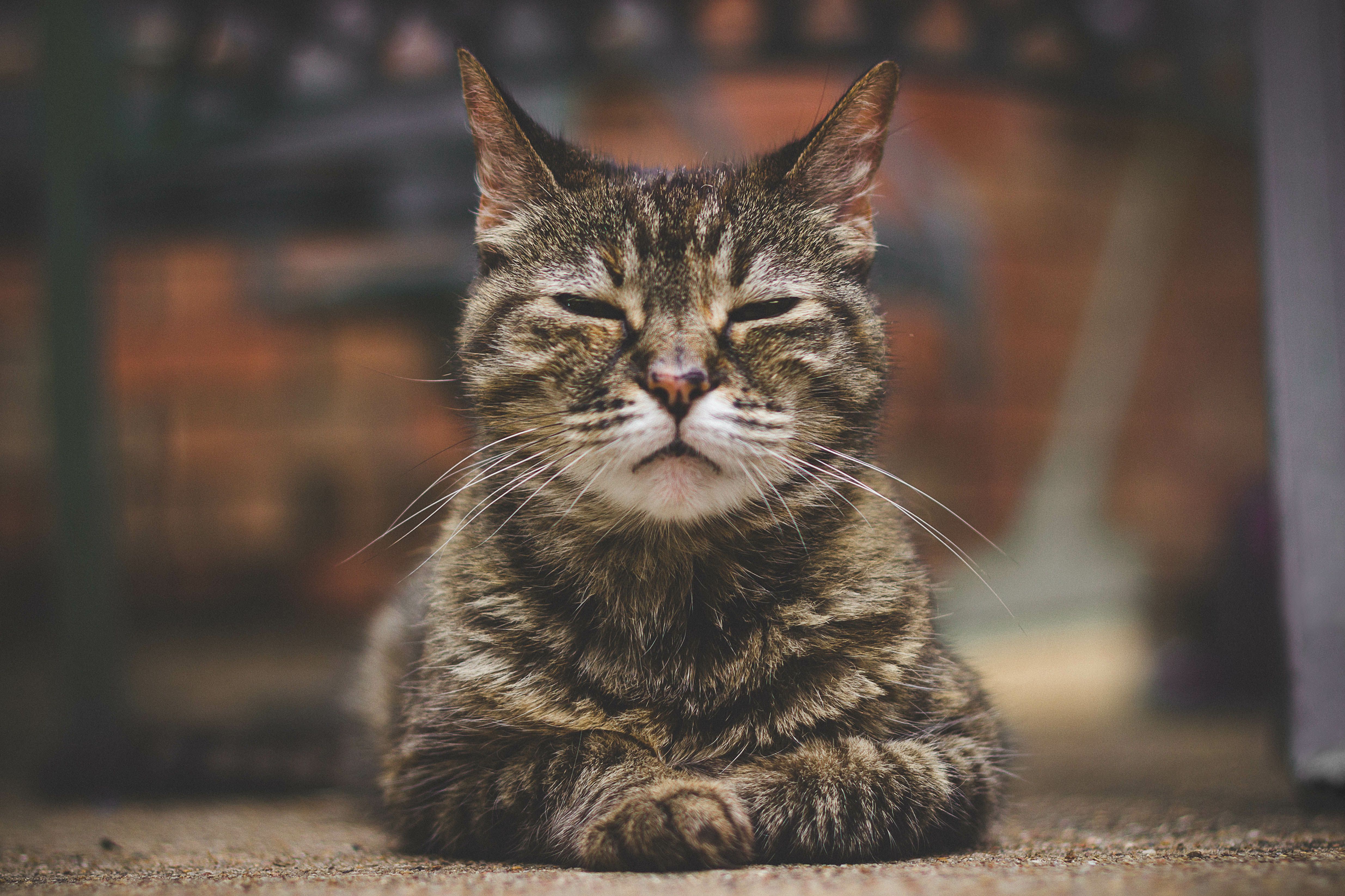 Care for the aging feline patient: more than just medicine