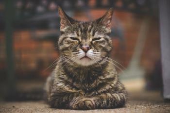 cat sleeping outside