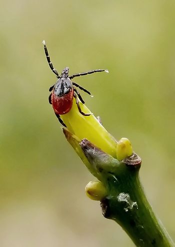 Blacklegged-female-450.jpg