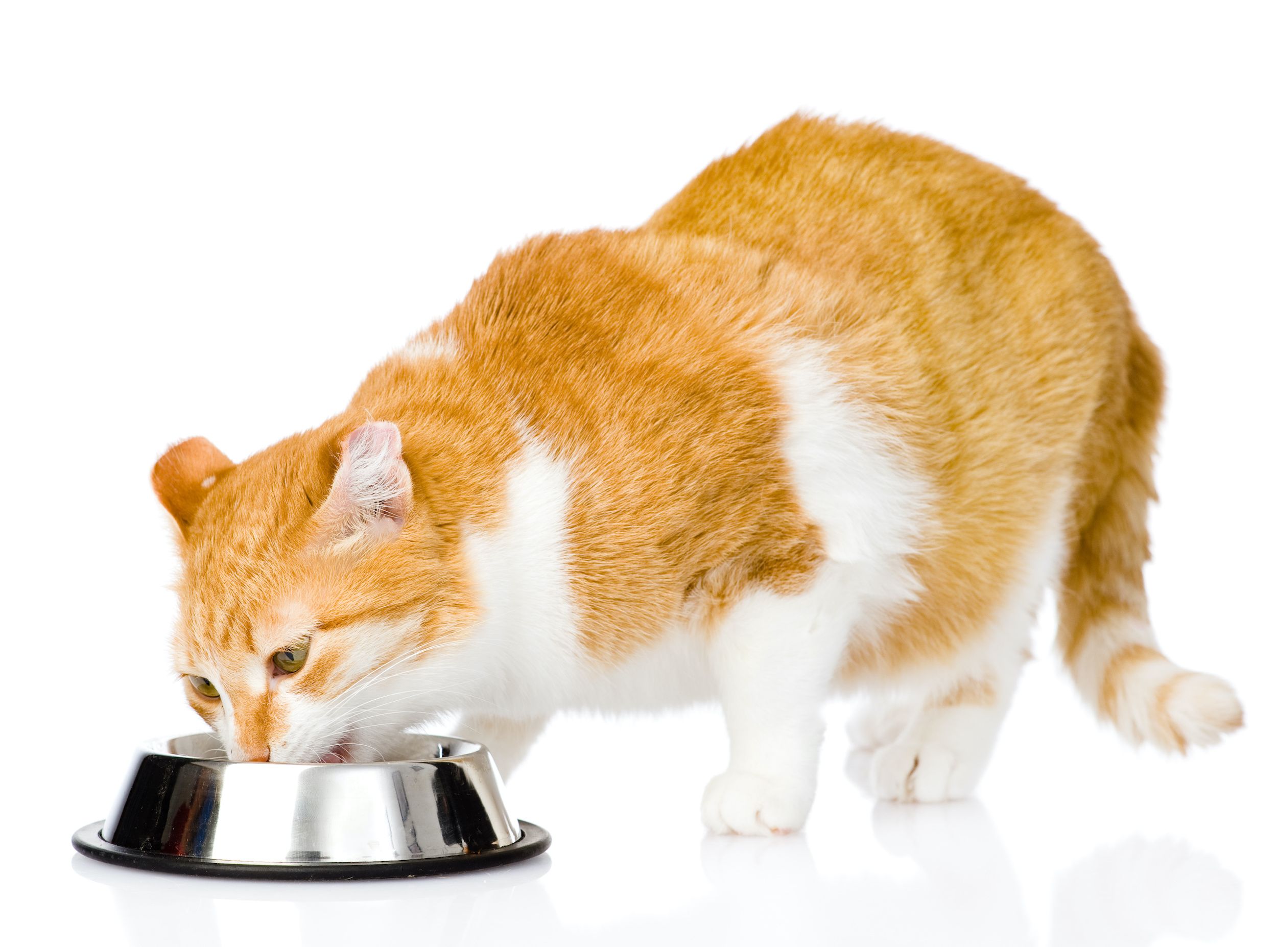 Cats eating from a food puzzle: contrafreeloading?