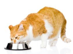 Diagnosing adverse food reactions in canine and feline patients