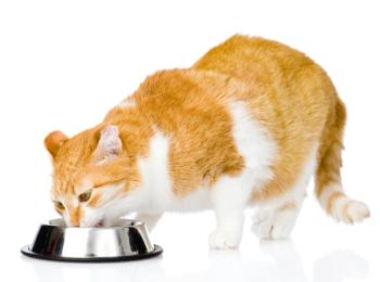 Studied cats show little interest in contrafreeloading
