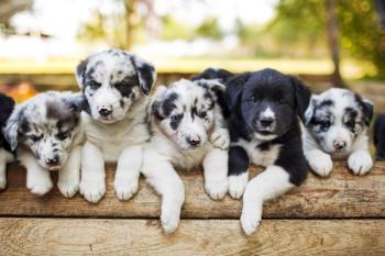 group of cute puppies