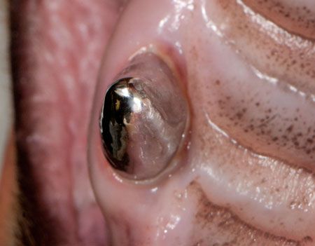 veterinary_Bellows_0715_1d_450.jpg