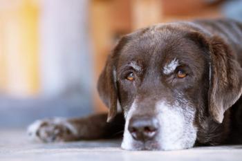 Photo: methaphum/Adobe Stock