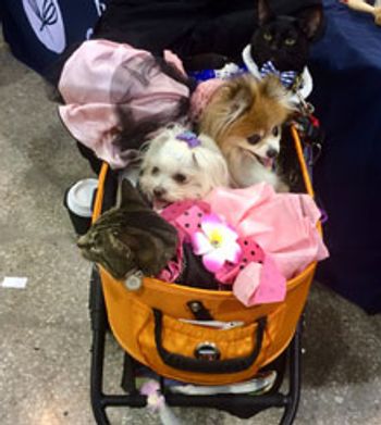 Veterinary_BlogPaws_01_220px_Four_Furry_BlogPaws_Attendees.jpg