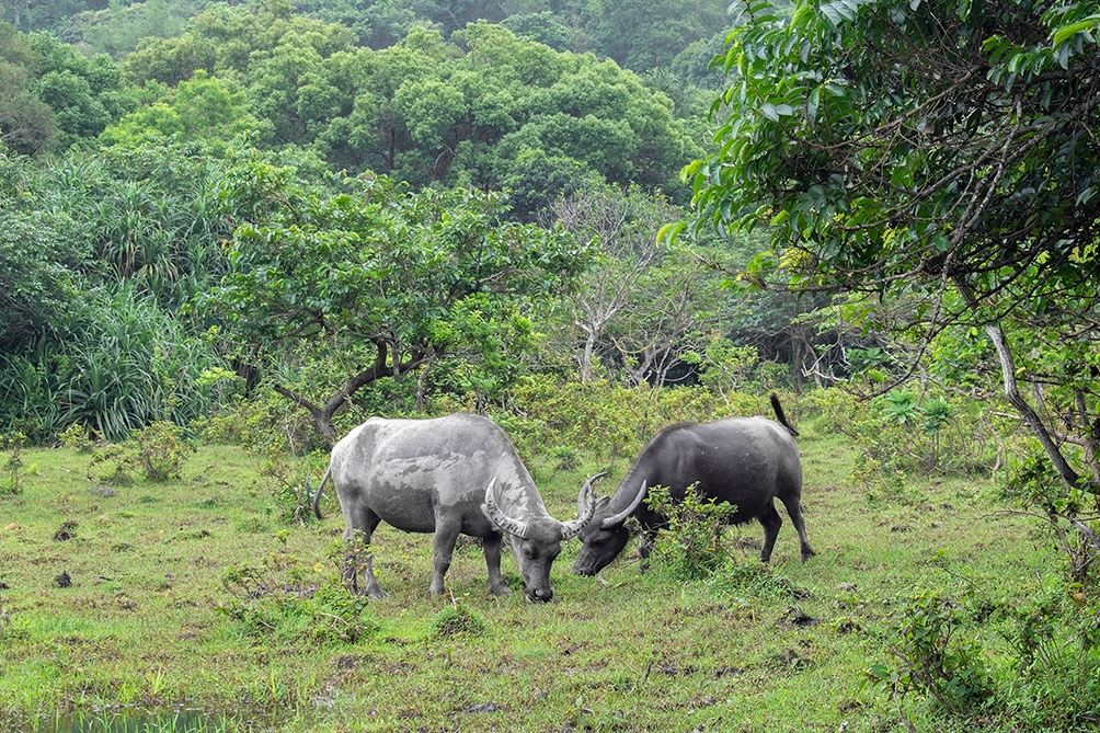 Water buffalo friends