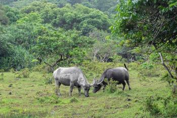 Water buffalo friendships
