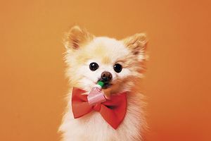 veterinary-image-of-little-funny-dog-450px-shutterstock_432728470.jpg