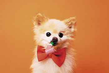veterinary-image-of-little-funny-dog-450px-shutterstock_432728470.jpg