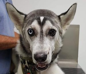 Case report: Removing traumatically displaced teeth from a dog’s nasal cavity via an intraoral approach
