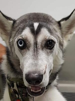 Case report: Removing traumatically displaced teeth from a dog’s nasal cavity via an intraoral approach