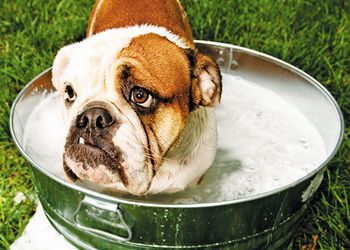 veterinary_puppy_bath_126404674_450.jpg