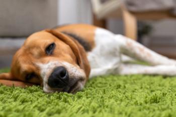 sick dog laying down