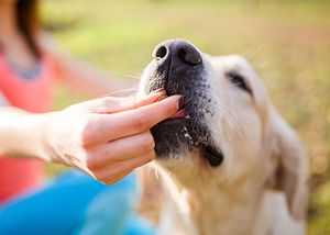 5 quick Q&As on cannabidiol use in veterinary practice