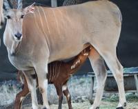 Endangered Bongo antelope born through Eland surrogate