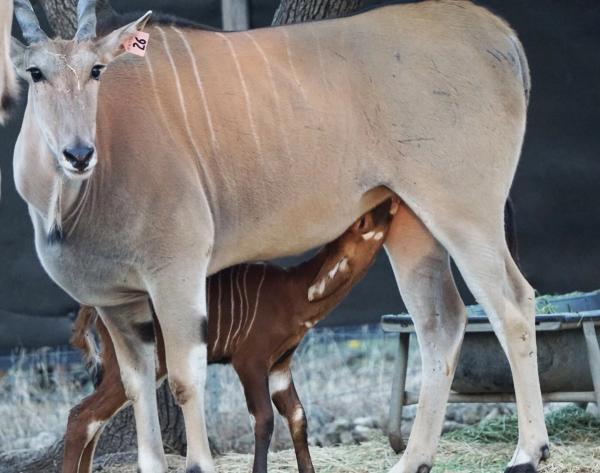 Endangered Bongo antelope born through Eland surrogate