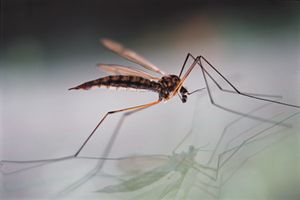 veterinary_mosquito_dvm0911-82151726_450.jpg