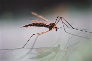 veterinary_mosquito_dvm0911-82151726_450.jpg