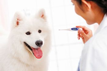 veterinary_veterinary-Young-female-veterinarian-with-a-dog_220px_500826517.jpg