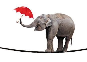 veterinary_elephant-450.jpg