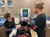 Texas A&M uses hemoperfusion to treat dog after oclacitinib overdose