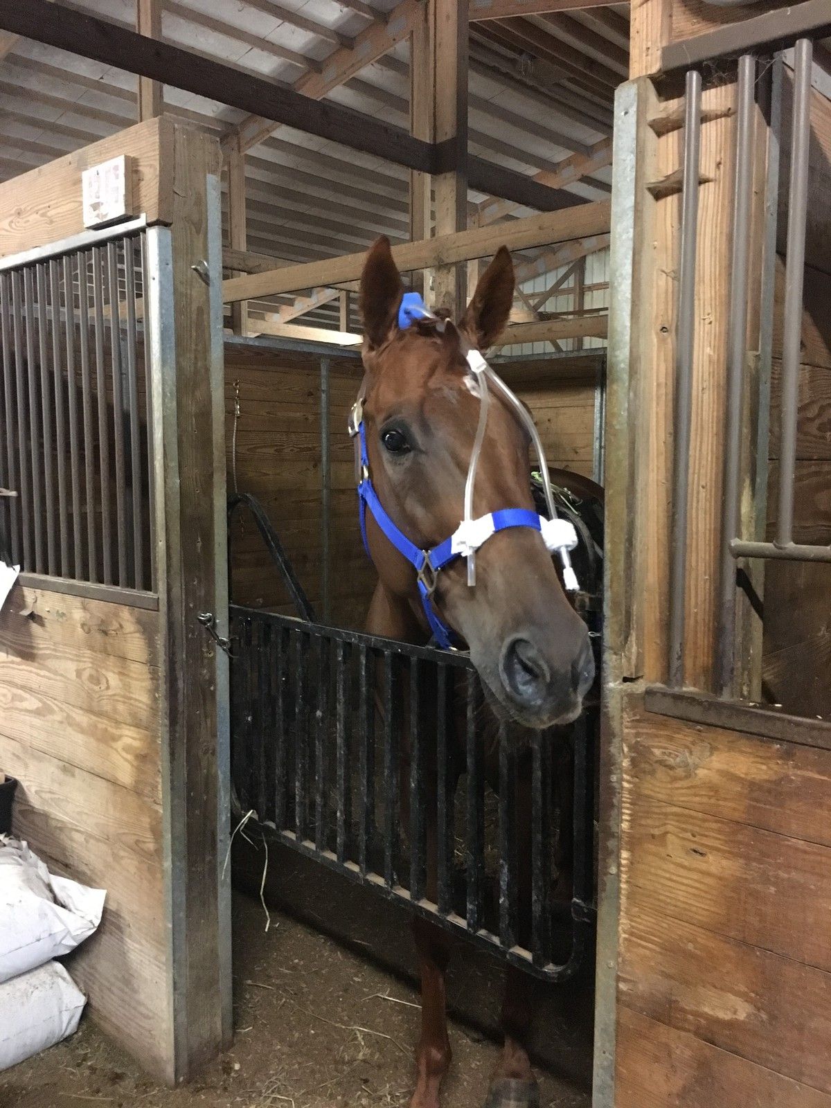 Hay is for horses, but what if it leads to asthma?