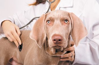 veterinary_weimeraner_exam_450.jpg