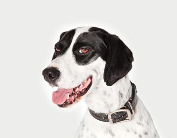dog_teeth_smile_130406055-1-450.jpg