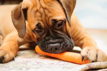 Fiber for dogs