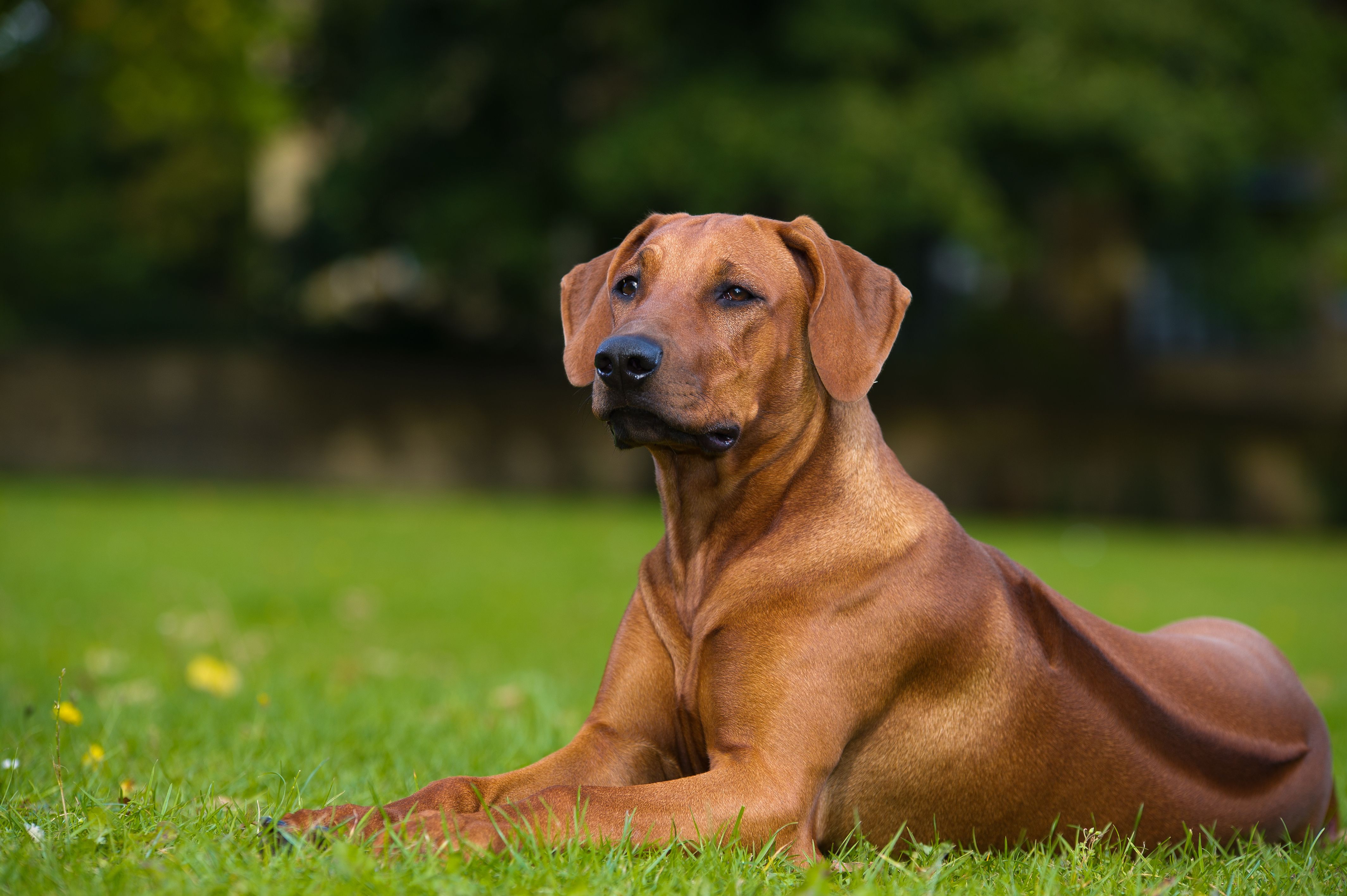 what vitamins can be given to rhodesian ridgeback