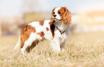 Cavalier King Charles Spaniels