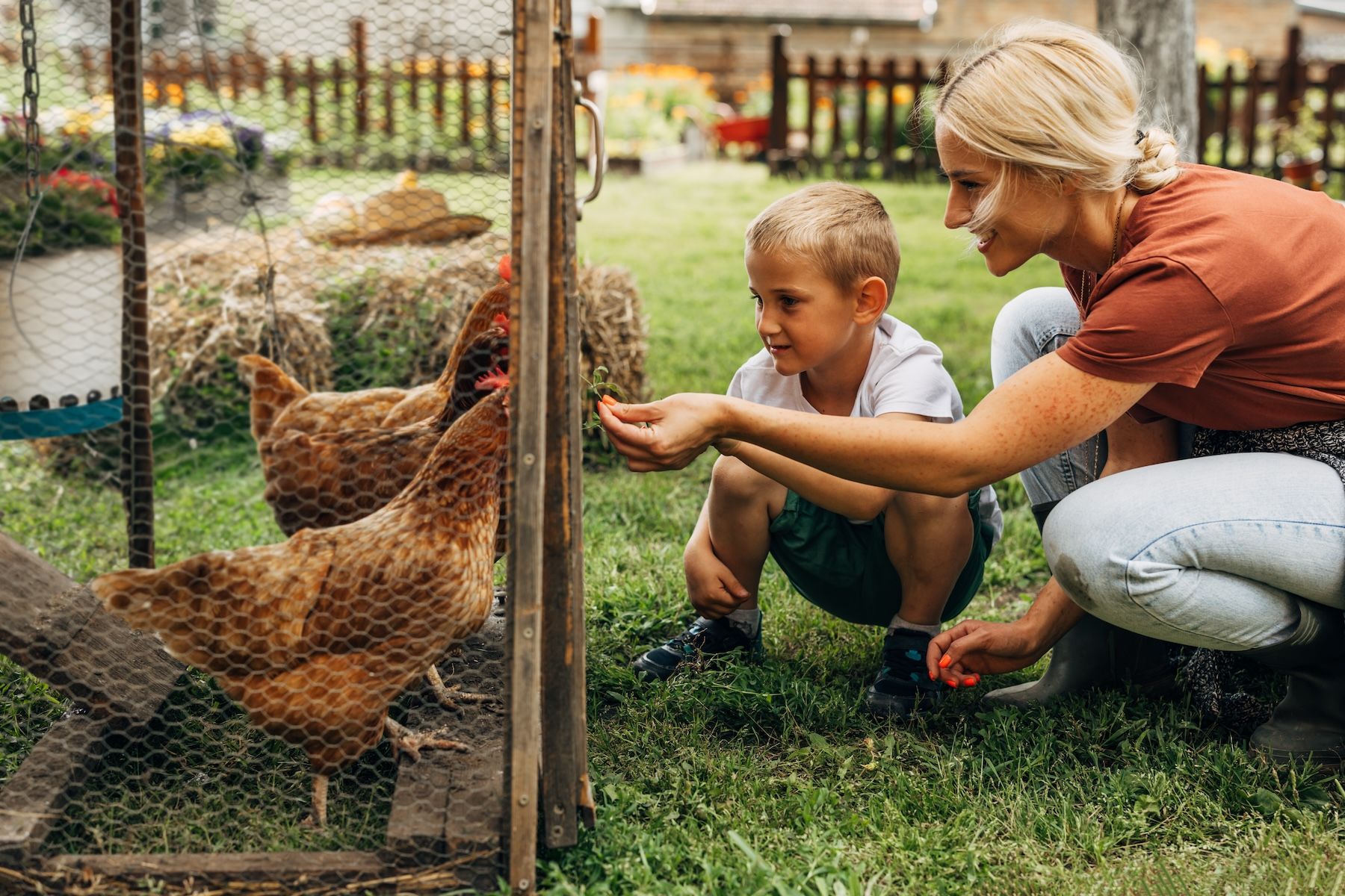 Backyard chickens