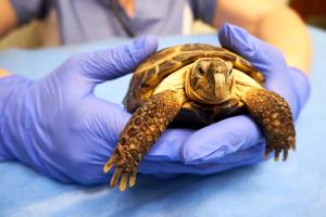 Handling a turtle