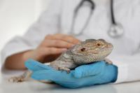 FDA unveils 3-year blueprint to expand drug development for minor uses and minor species