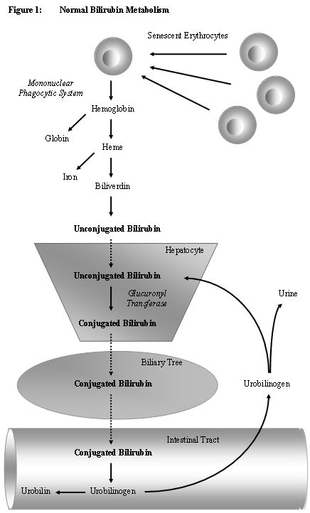 bilirubin metabolism flow chart