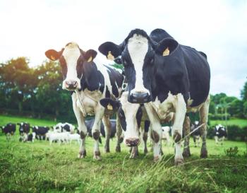 Dairy cattle