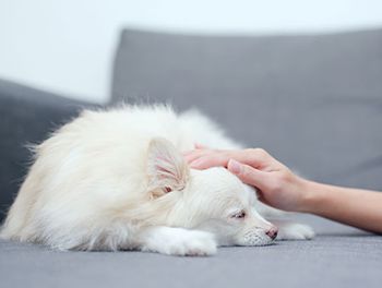 veterinary-dog-petted_AdobeStock_196319182.jpeg.jpg