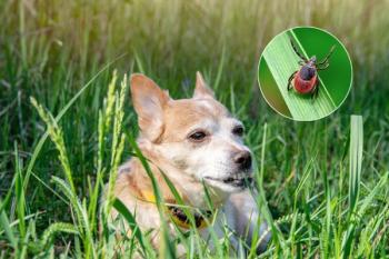 dog tick