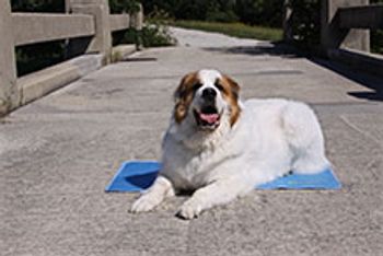 cool-pet-pad-220.jpg