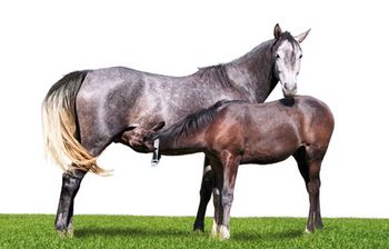veterinary_equine_foal_155357637-808726-1382874095042.jpg