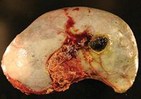 what happens when dogs gallbladder ruptures