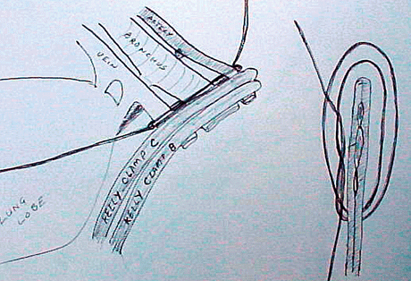veterinary_crowe_diagram_2-615062-1384500324064.gif