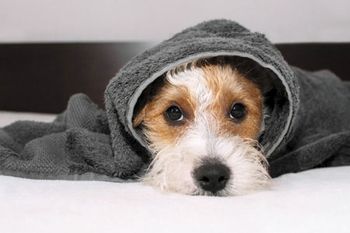 anesthesia-temp-450.jpg