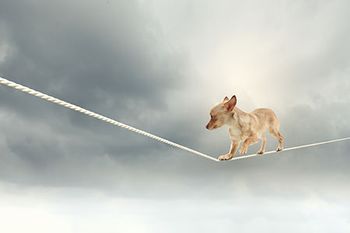 veterinary-dog-tight-rope-stress-AdobeStock