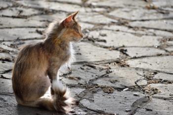 skinny cat