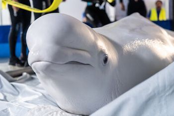 Photo courtesy of Georgia Aquarium