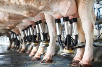 Dairy cows