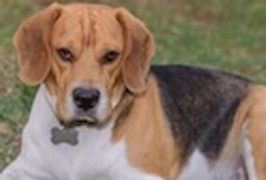 Exploring Food Choice Patterns in Overweight Dogs